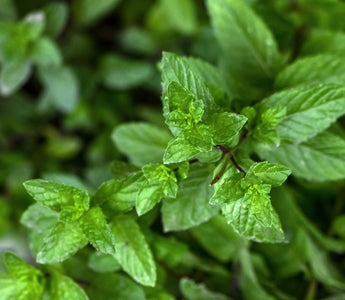 The Refreshing World of Spearmint Tea: A Sip of Nature’s Goodness