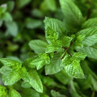 The Refreshing World of Spearmint Tea: A Sip of Nature’s Goodness